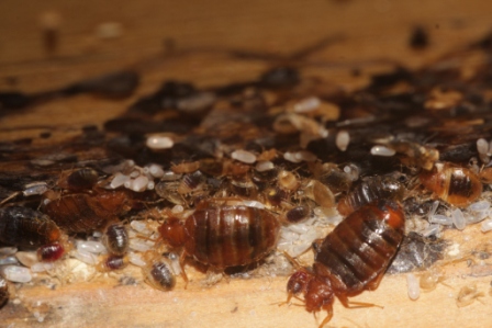 Bed bugs, nymphs, bed bug eggs 