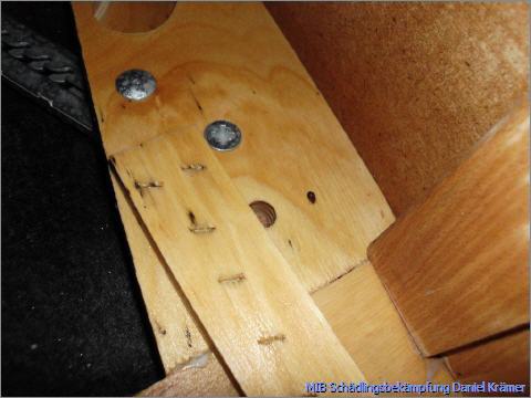 Eine Bettwanze flüchtet über das Holz am Bettgestell.