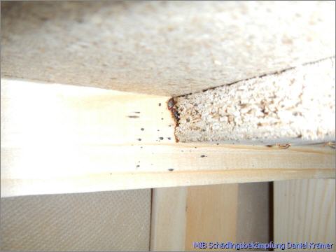 Einige Bettwanzenkotspuren finden sich an einer Holzverbindung.