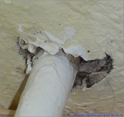 Bed bugs feces at the breakthrough of the wall