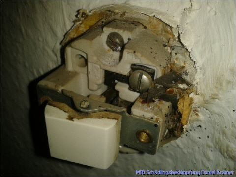 Bed bugs at a light switch