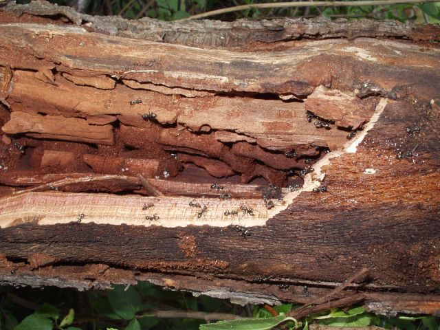 Holzzerstörende Ameisen im Totholz eines Baumes
