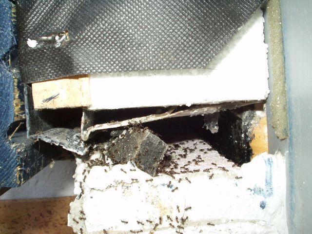 Holzzerstörende Ameisen im Haus