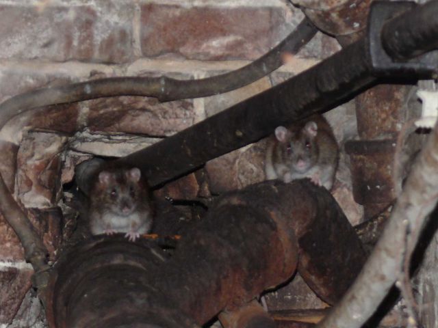 2 Wanderratten sitzen auf einem Abflußrohr im Keller und blicken in die Kamera.