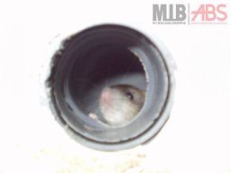 Ratten - Ursache Rohrschaden