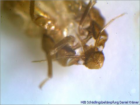 Front part of a bed bug shell (molting residue)