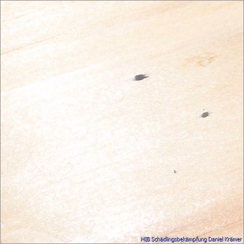 Bed bug excrements that run in the wood fiber direction